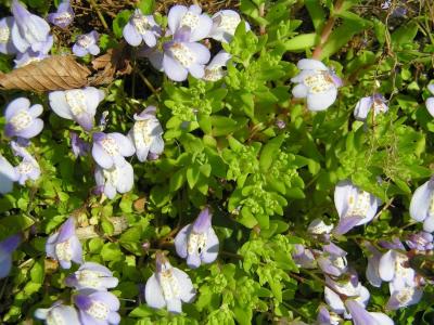 Classy Groundcovers - A collection of Purple Blooming Plants for Sun that Deer Avoid: 25 Purple Mazus + 25 Phlox 'Purple Beauty'