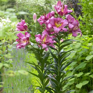 VAN ZYVERDEN Lilies Mammouth Tall Lilies Purple Ladies Bulbs (7-Set) 83470