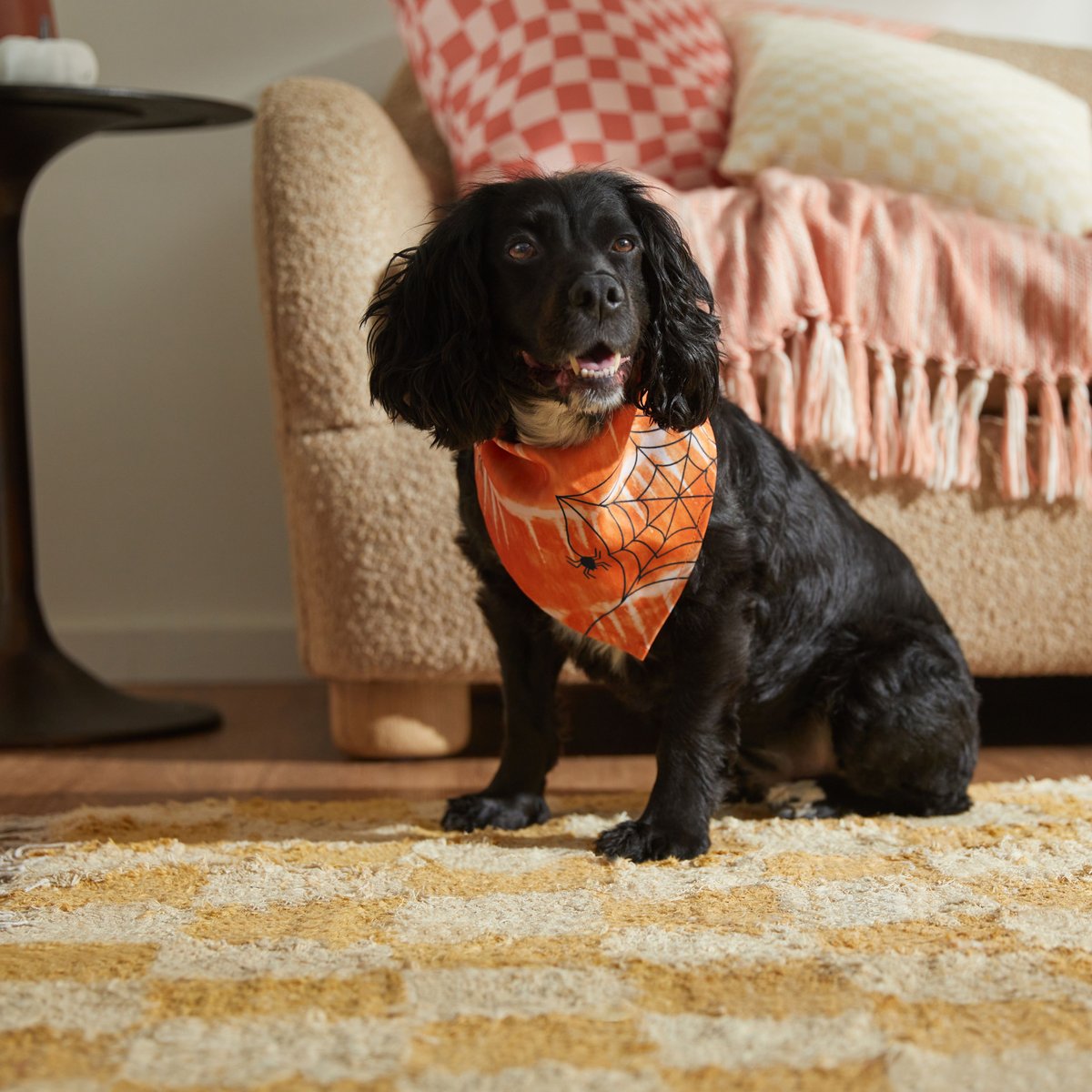 Frisco Orange Spiderweb Dog and Cat Costume Bandana