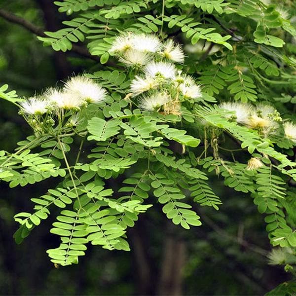 Albizia procera, Siris - 0.5 kg Seeds