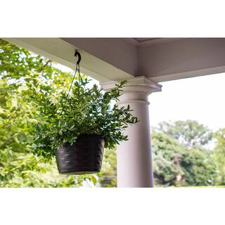 BUSHEL AND BERRY 10 in. Bushel and Berry Sapphire Cascade Fruit Bearing Potted Blueberry Plant in Hanging Basket O8924H1