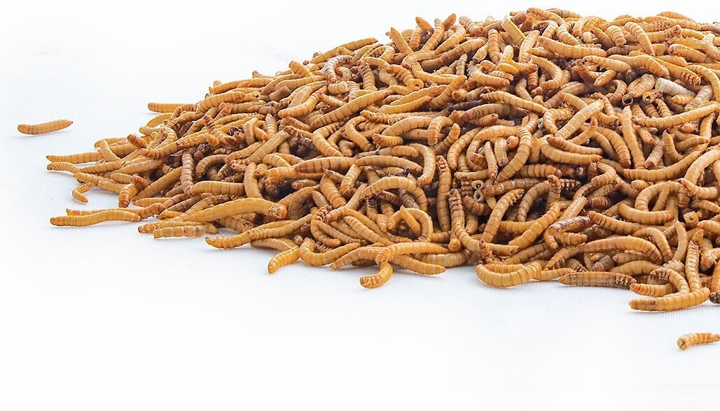 Fluker's Freeze-Dried Mealworm Treats