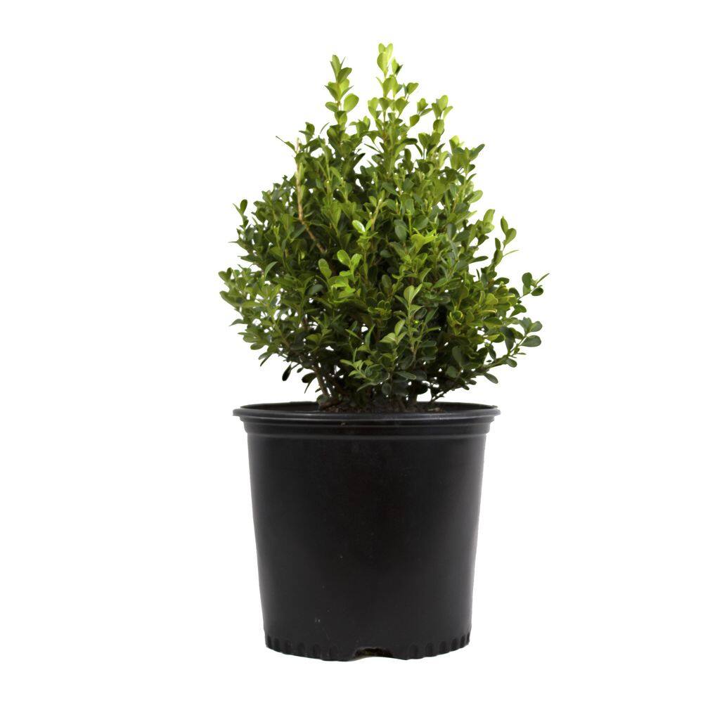 ALTMAN PLANTS 1 Gal. Japanese Boxwood Shrub Plant 0881281