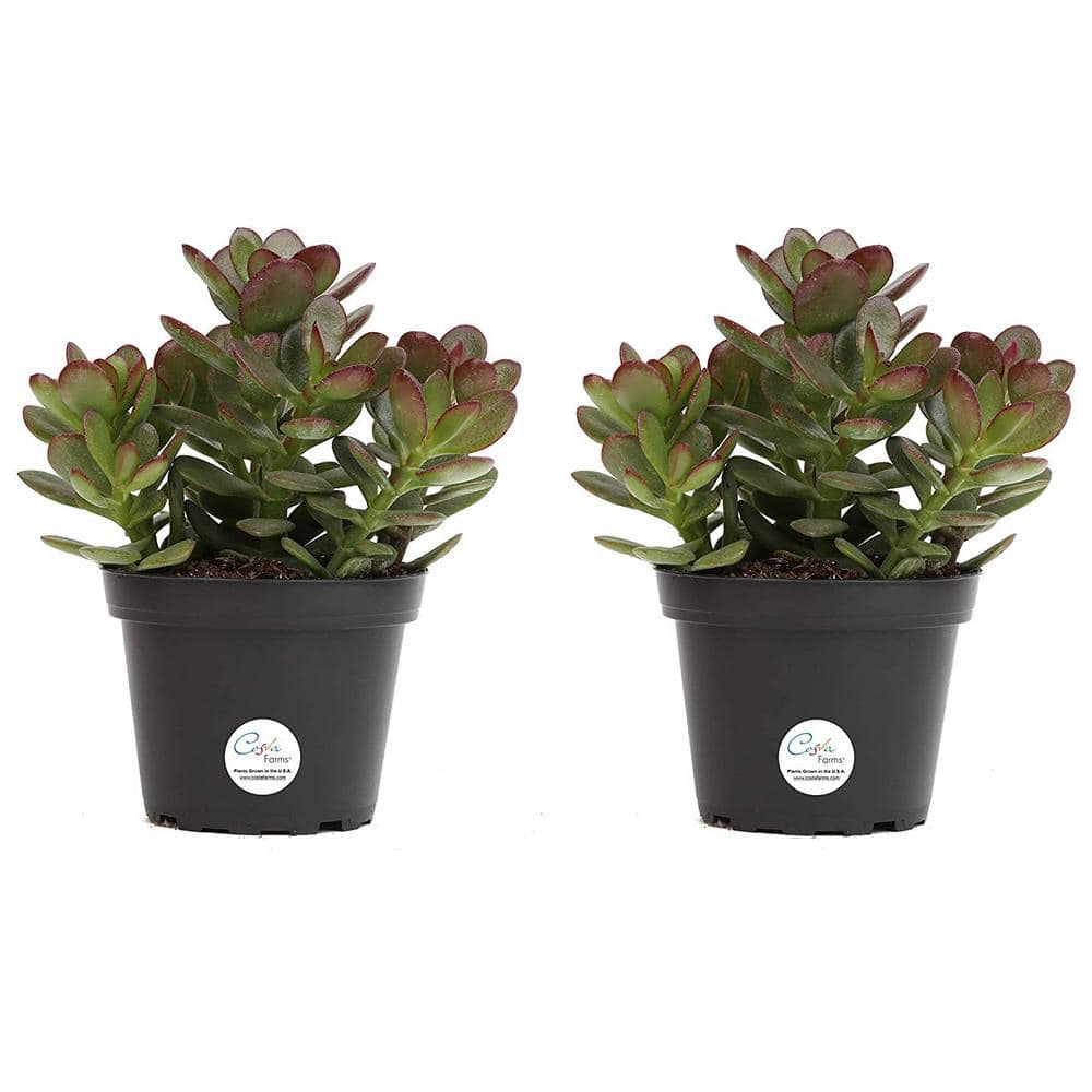 Costa Farms Jade Crassula Indoor Succulent Plants in 4 in. Grower Pot Avg. Shipping Height 7 in. Tall (2-Pack) CO.CJ04.3.GP