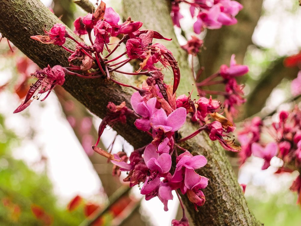 4-5ft Forest Pansy Redbud - Pink Flowers - Purple Foliage