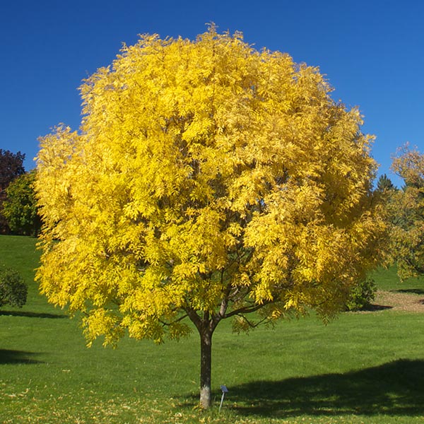 Patmore Green Ash Tree