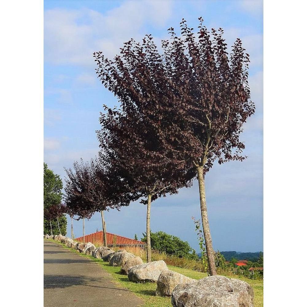 Online Orchards Vesuvius Flowering Plum Tree (Bare Root 3 ft. to 4 ft. Tall) FLPL002