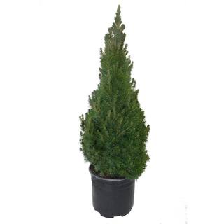 3 Gal. Dwarf Alberta Spruce Shrub with Dense Green Needle Like Foliage 14004