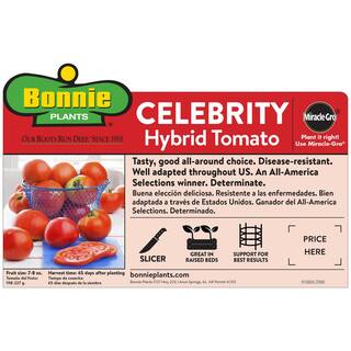 Bonnie Plants 19 oz. Celebrity Tomato Plant (2-Pack) 202050