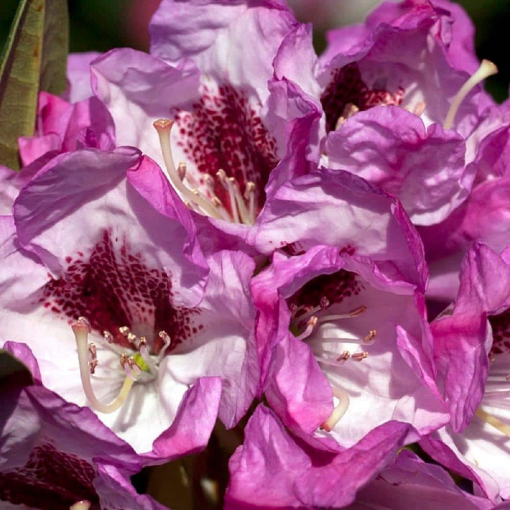 SOUTHERN LIVING 2 Gal. Radiance Southgate Rhododendron Live Evergreen Shrub Deep Lavender Buds Open to Light Purple Blooms 52002