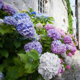 national PLANT NETWORK 2.5 Qt. 3-in-1 Hydrangea Shrub with White-Blue-Pink Flowers HD4028