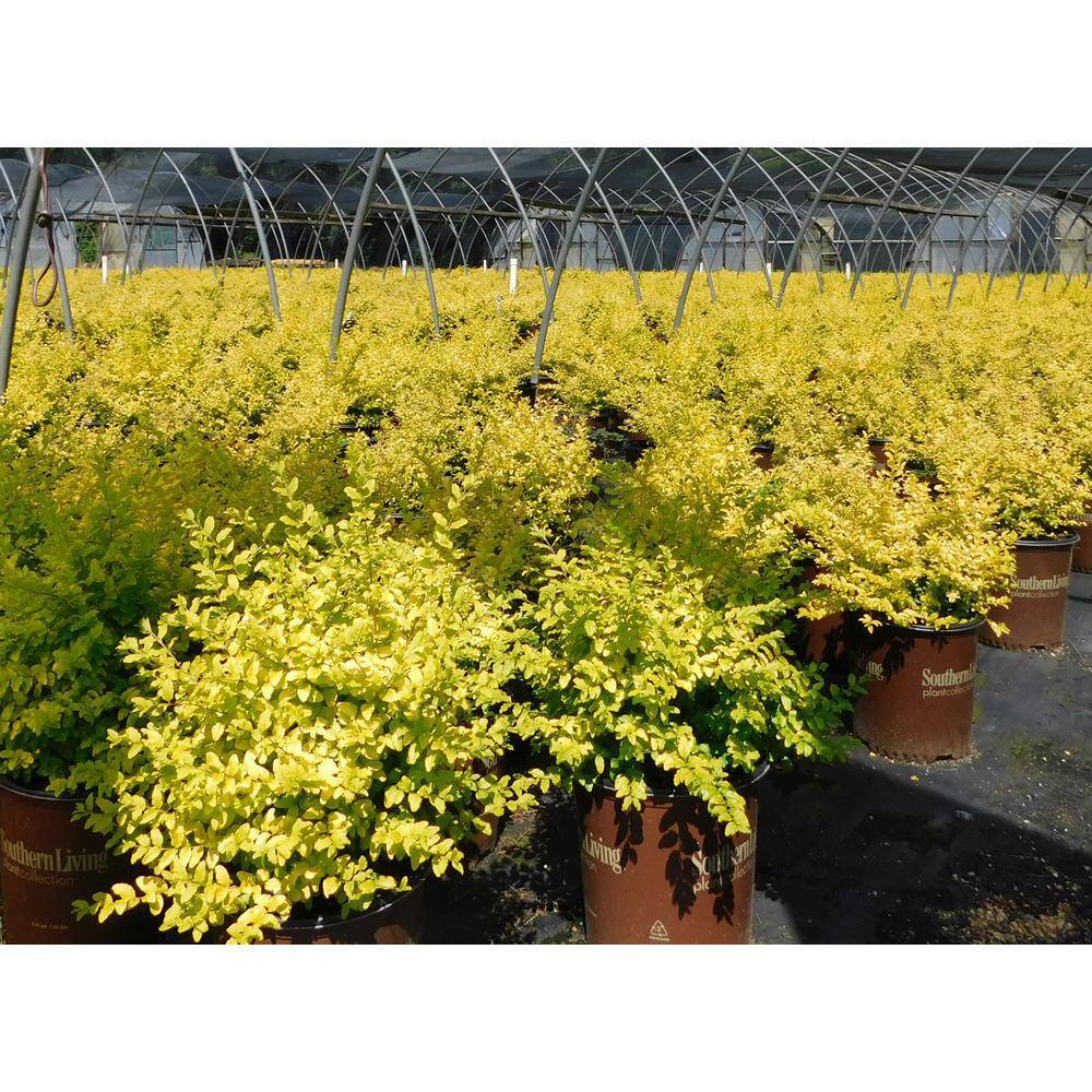 SOUTHERN LIVING 2 Gal. Sunshine Ligustrum Privet Shrub with Golden-Yellow Foliage 14434