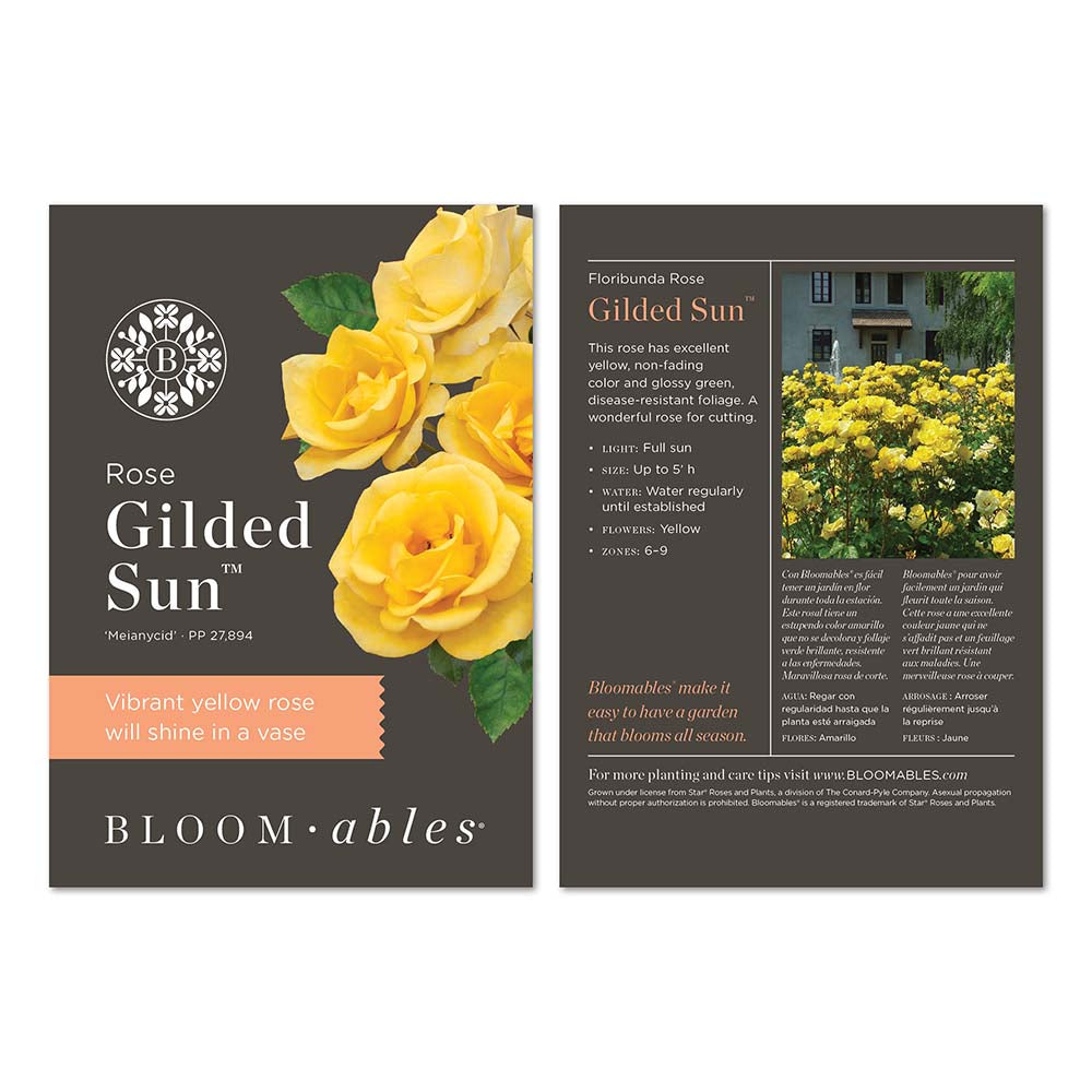 2g Bloomables Rose Gilded Sun Live Shrub