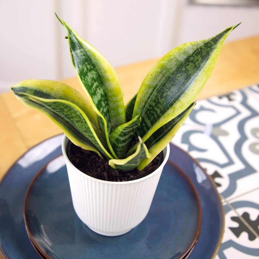 ALTMAN PLANTS Decorative Snake Plant Gift (Sansevieria Superba) in 4.25 in. White Pot 0873204