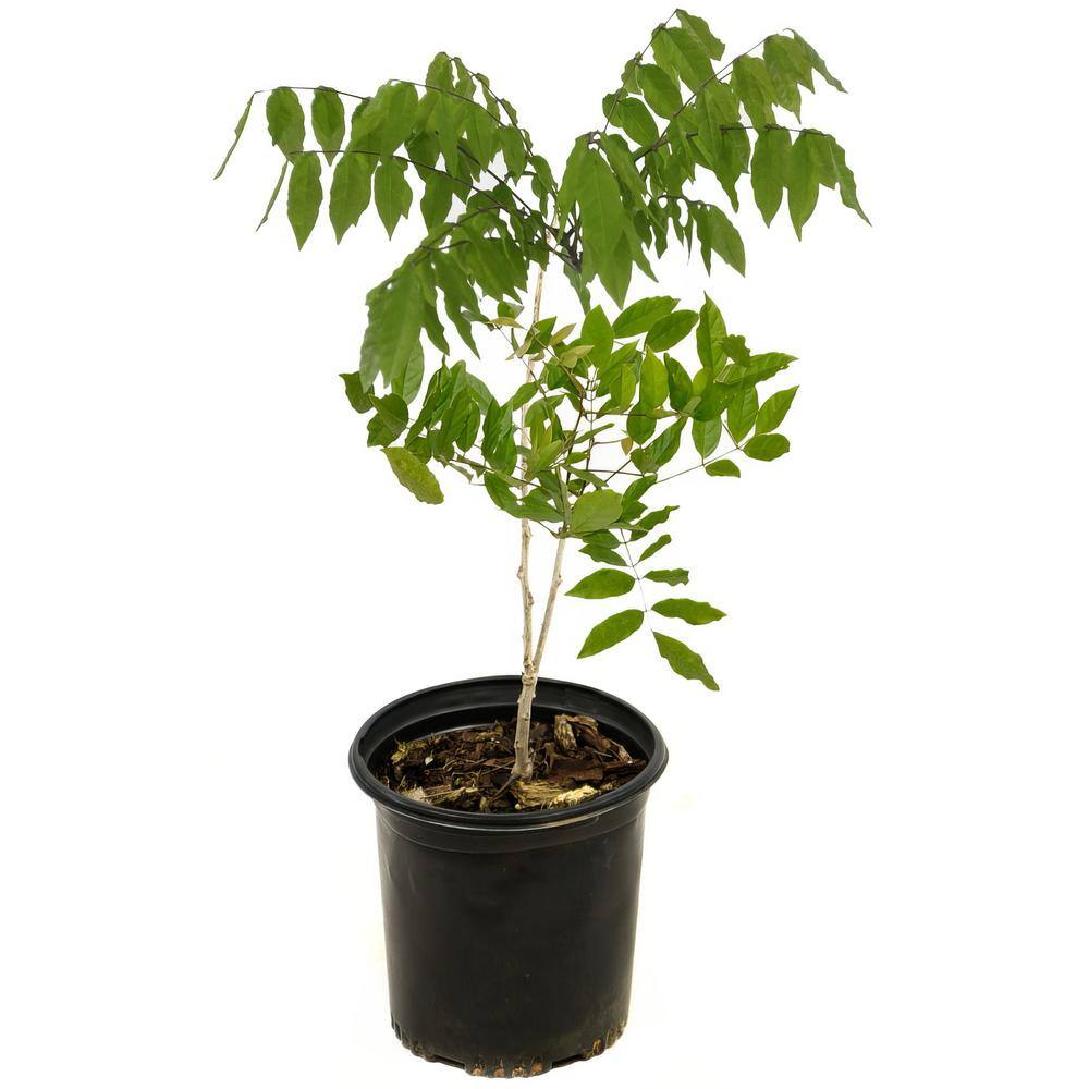national PLANT NETWORK 2.5 Qt. Wisteria White Flowering Shrub with White Flowers HD1106