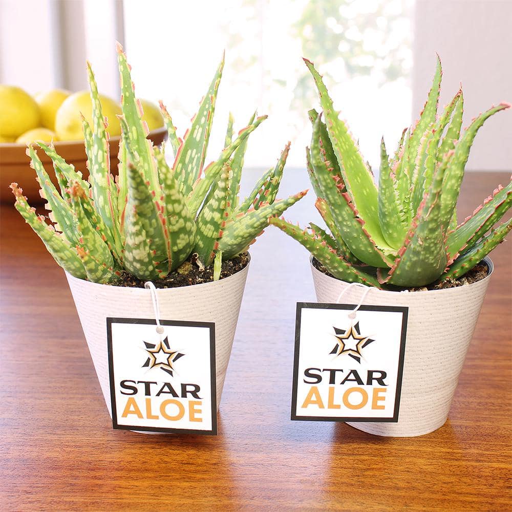 SMART PLANET 3.5 in. Star Aloe Succulent in Decorative Wrap 0881175