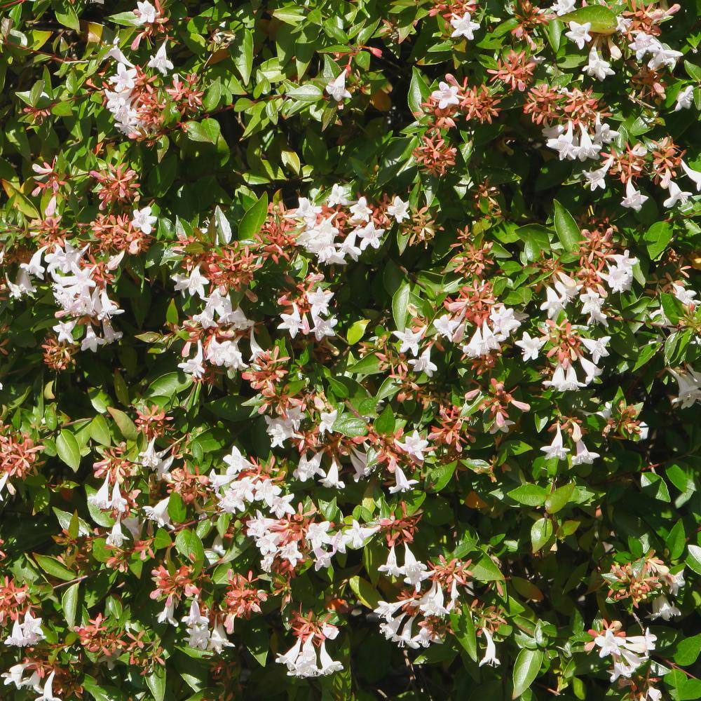 national PLANT NETWORK 2.25 Gal. Abelia Rose Creek Flowering Shrub with White Blooms HD7133