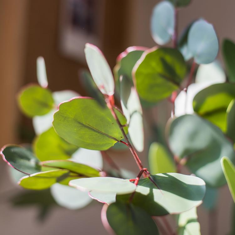 Artificial Faux Eucalyptus Leaf in Various Shapes