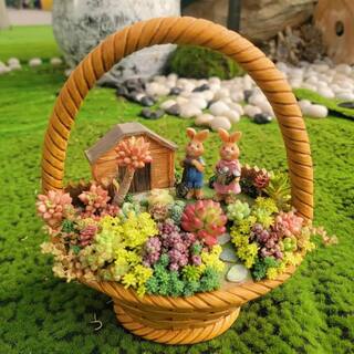 Cesicia Succulent Plants Collection Flowers with Couple Rabbit Flower Basket DRZWPlant25