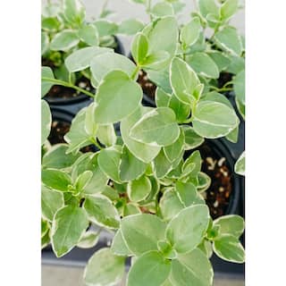 Vigoro 4.5 in. Creeping Myrtle Vinca minor (10-Pack) 17915