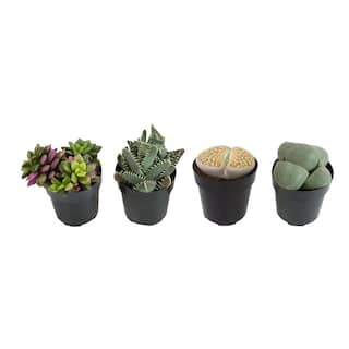 SMART PLANET 2.5 in. Mimicry Assorted Succulent Plants (4-Pack) 0880052