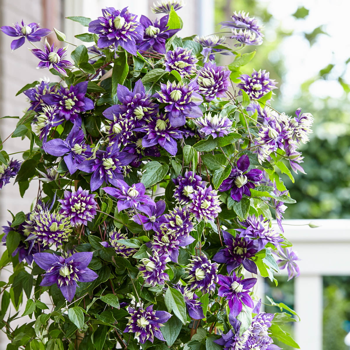 Taiga Clematis Vine， Bare Root Starter Perennial Plant (1-Pack)