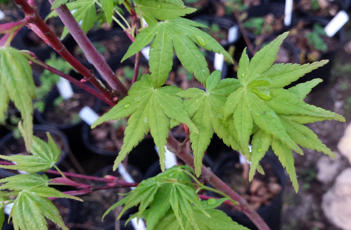 Beni Kawa Japanese Maple Tree