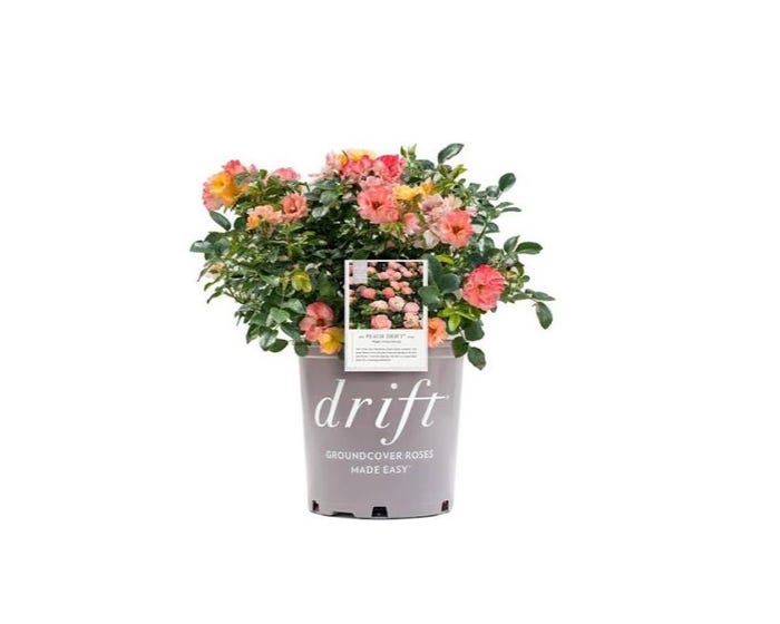 Capstone Plants Rose Drift Assorted Colors 2G Pot