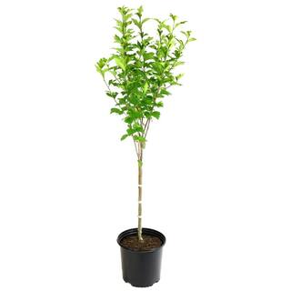 national PLANT NETWORK Hibiscus Sugar Tip Rose of Sharon Tree 1-Piece HD1540