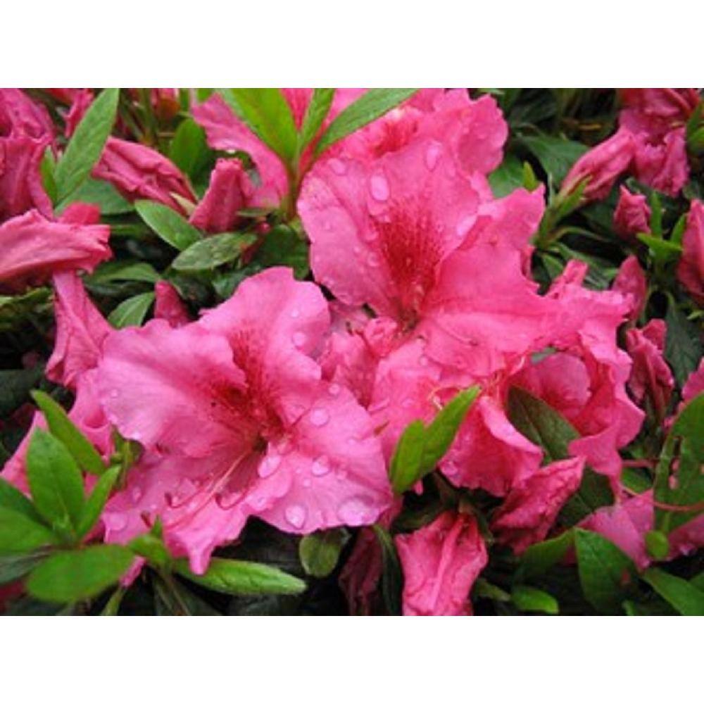 BELL NURSERY 1 Gal. Saybrook Glory Azalea Live Flowering Evergreen Shrub Pink Flowers AZLEA2SBG1PK