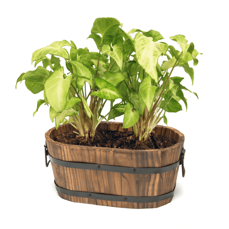 DeVault Enterprises 12" x 7" x 5" Oval Brown Hardwood Plant Planter with Drainage Hole