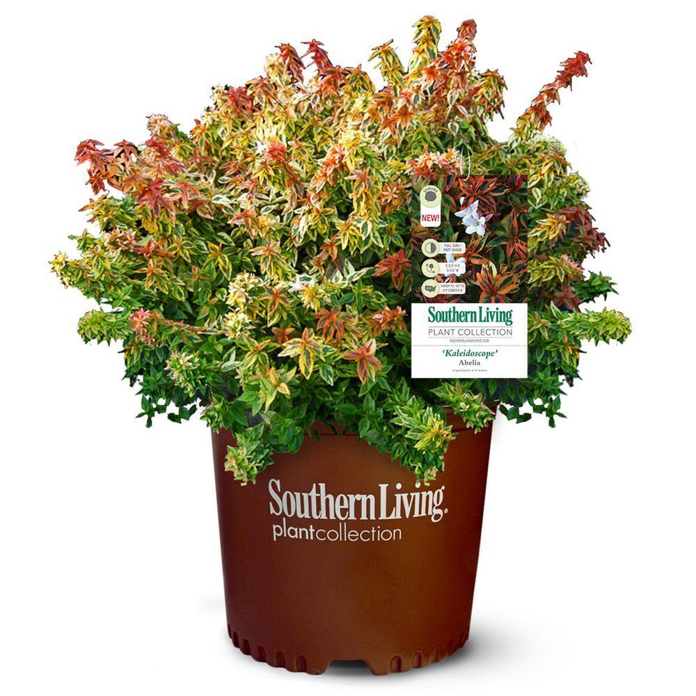 SOUTHERN LIVING 2 Gal. Kaleidoscope Abelia Plant with Chameleon-like Foliage that Blooms White Flowers 14411