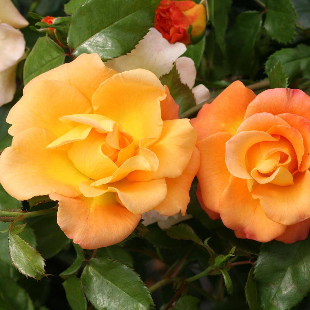 PROVEN WINNERS 2 Gal. Sunorita Rose Plant with Soft Orange Blooms 17516