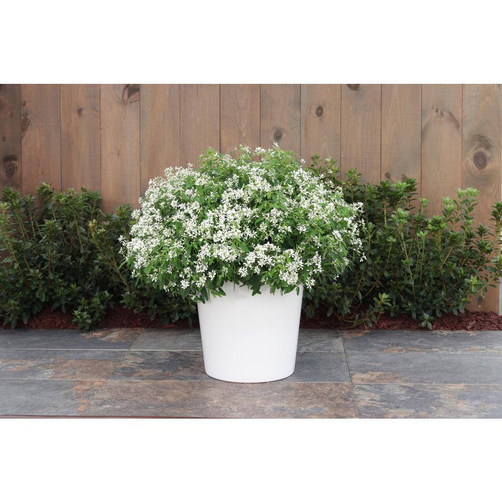 PROVEN WINNERS 4-Pack 4.25 in. Eco+Grande Diamond Snow (Euphorbia) Live Plant White Double Flowers EUPPRW1107504