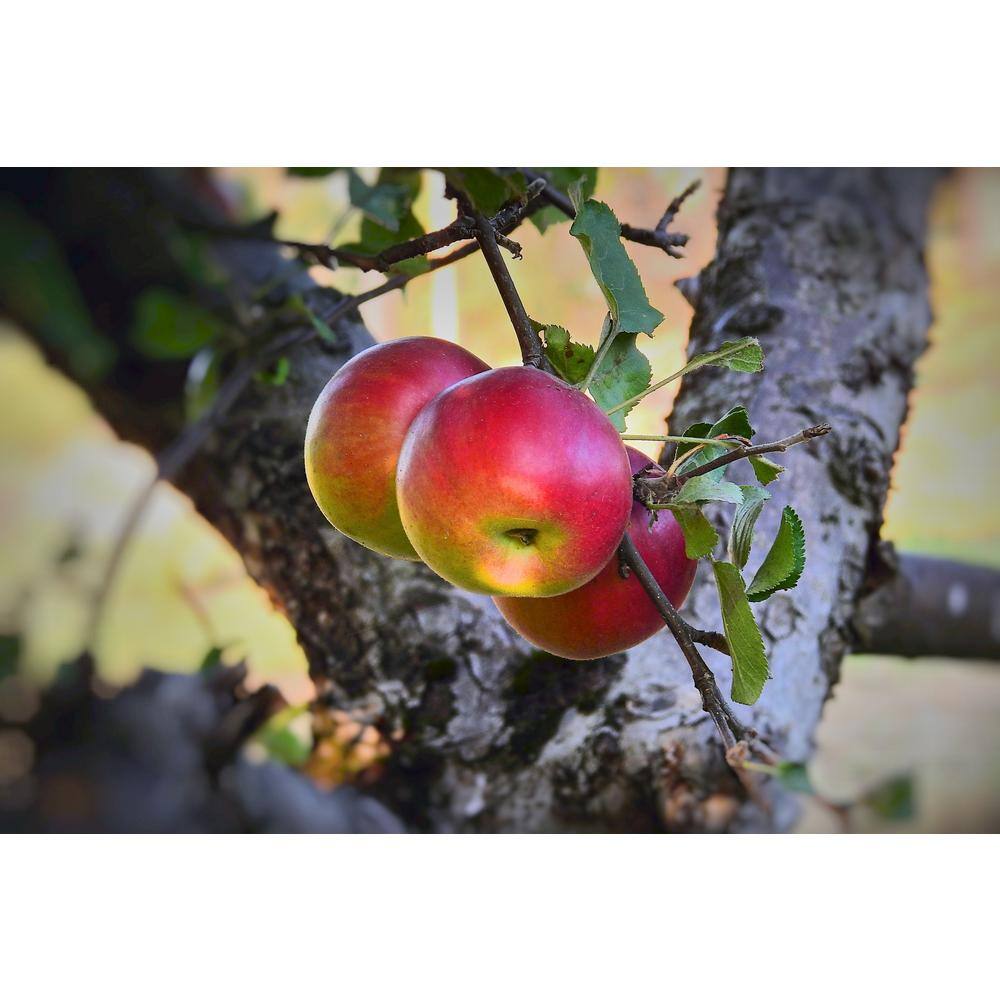 Online Orchards 3 ft. Red McIntosh Apple Tree with Scarlet Splashed Tart Fruit Great for Eating and Baking FTAP209