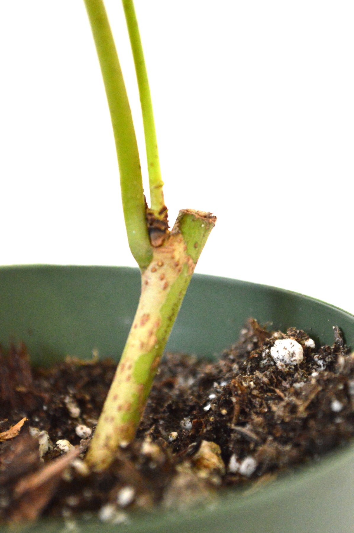 9GreenBox - Dwarf Black Mulberry 4'' Pot