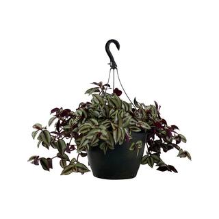 Vigoro 1.8 Gal. Tradescantia Plant in 11 in. Hanging Basket DC11HBWANJEW