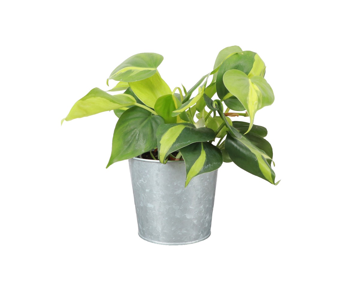 Live Brazil Philodendron Plant - 4