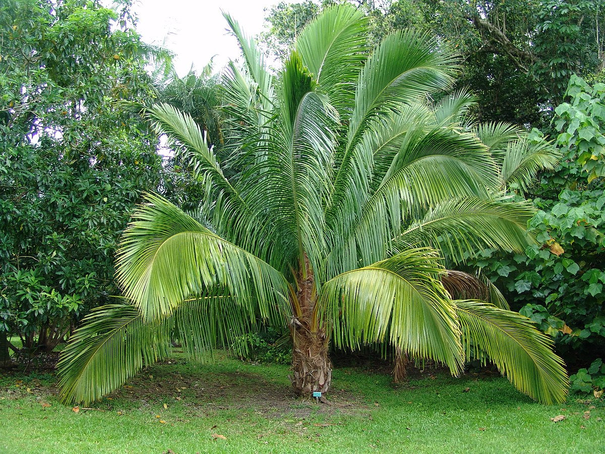 High Plateau Coconut Palm - Live Plant in a 3 Gallon Pot - Beccariophoenix Alfredii - Extremely Rare Ornamental Cold Hardy Coconut Palm