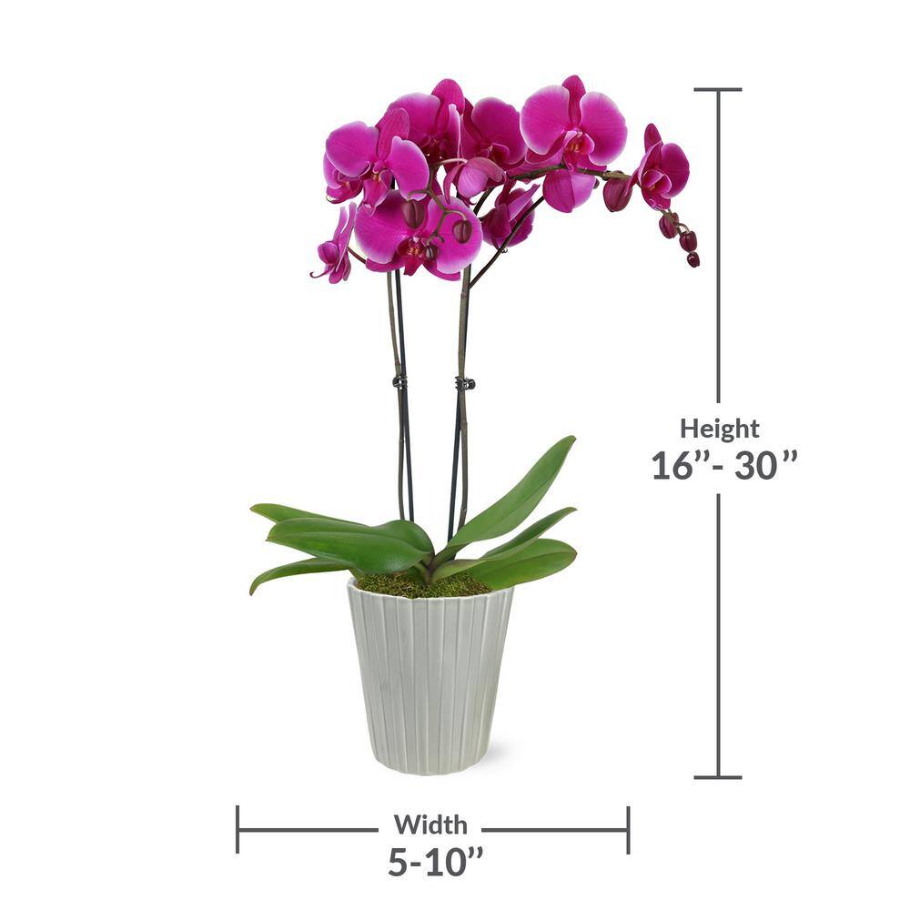 Just Add Ice Premium Orchid (Phalaenopsis) Purple Plant in 5 in. Grey Ceramic Pottery J5012