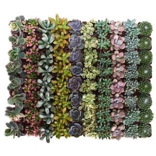 Shop Succulents 2 in. Premium Pastel Succulent (Collection of 100) P100