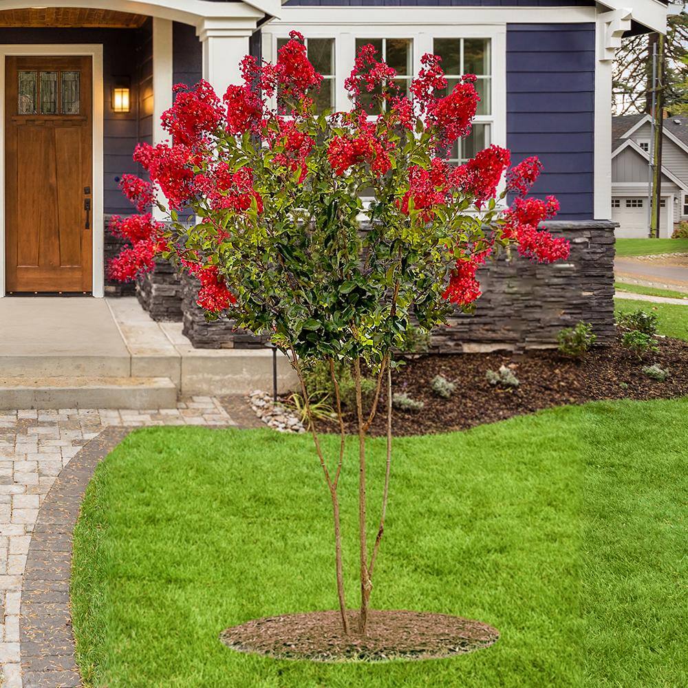 SOUTHERN LIVING 1 Gal. Miss Frances Crape Myrtle Tree CRMMFR01G