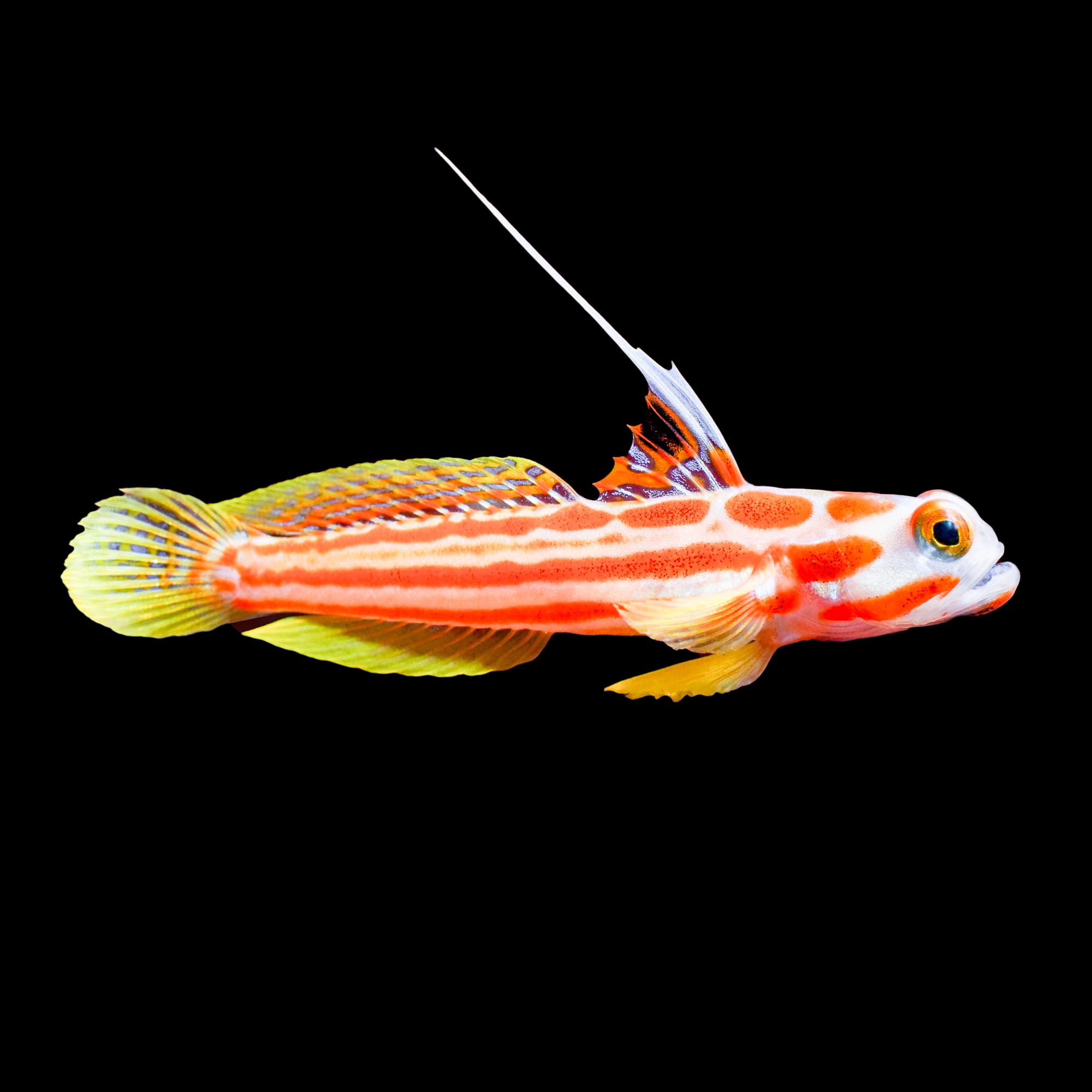 Aquacultured Yasha Goby (Stonogobiops yasha)