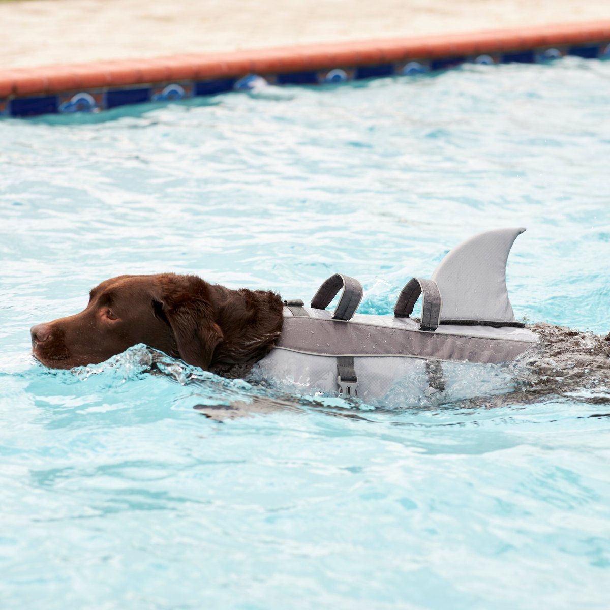 Frisco Shark Dog Life Jacket