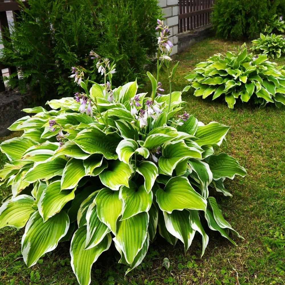 Heart Shaped Hosta 9 Bare Roots