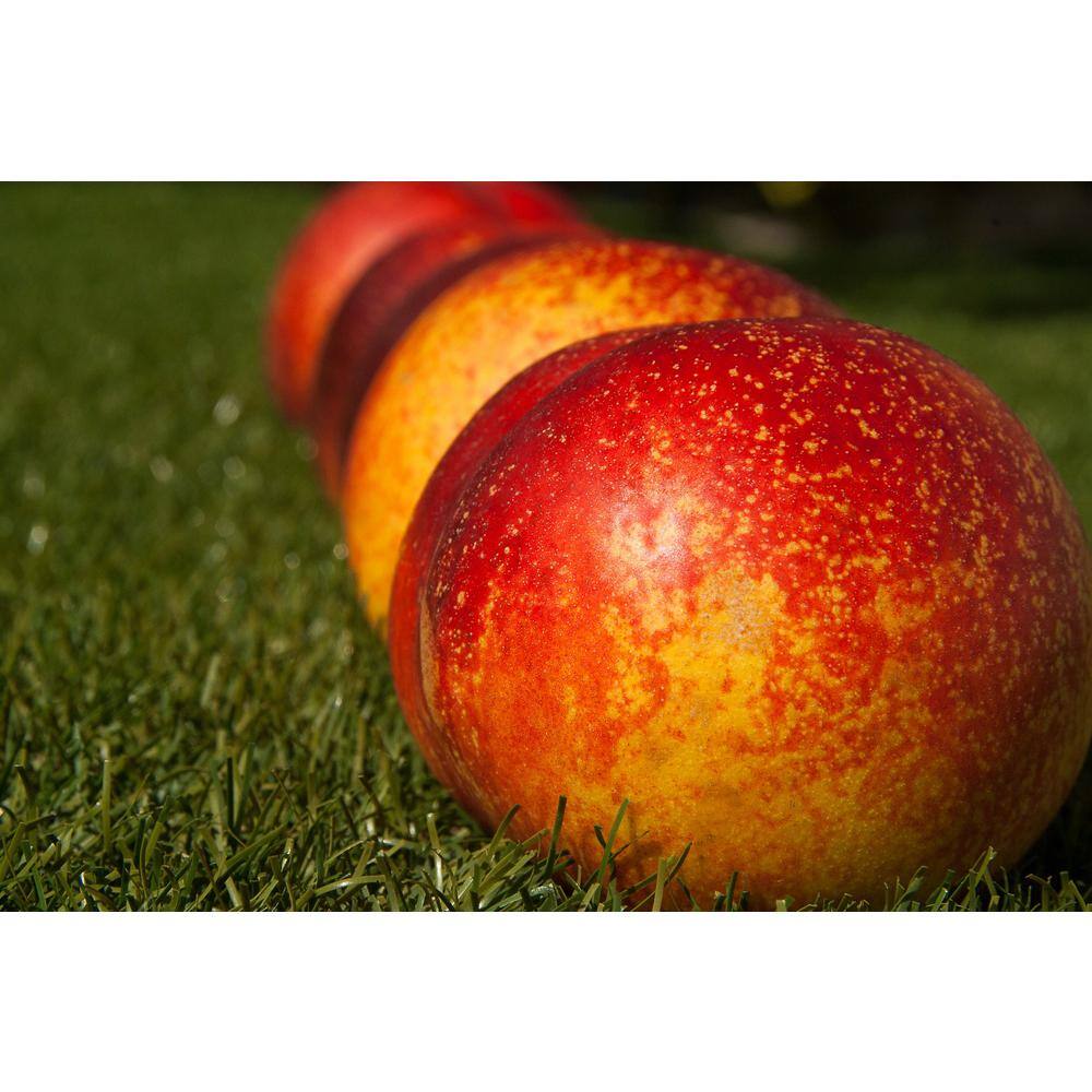 Online Orchards Flavortop Nectarine Tree Bare Root FTNC002