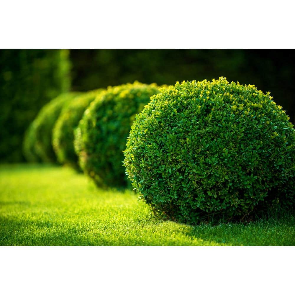 Online Orchards 1 Gal. Green Gem Boxwood Shrub with Naturally Rounded Form EGBX006