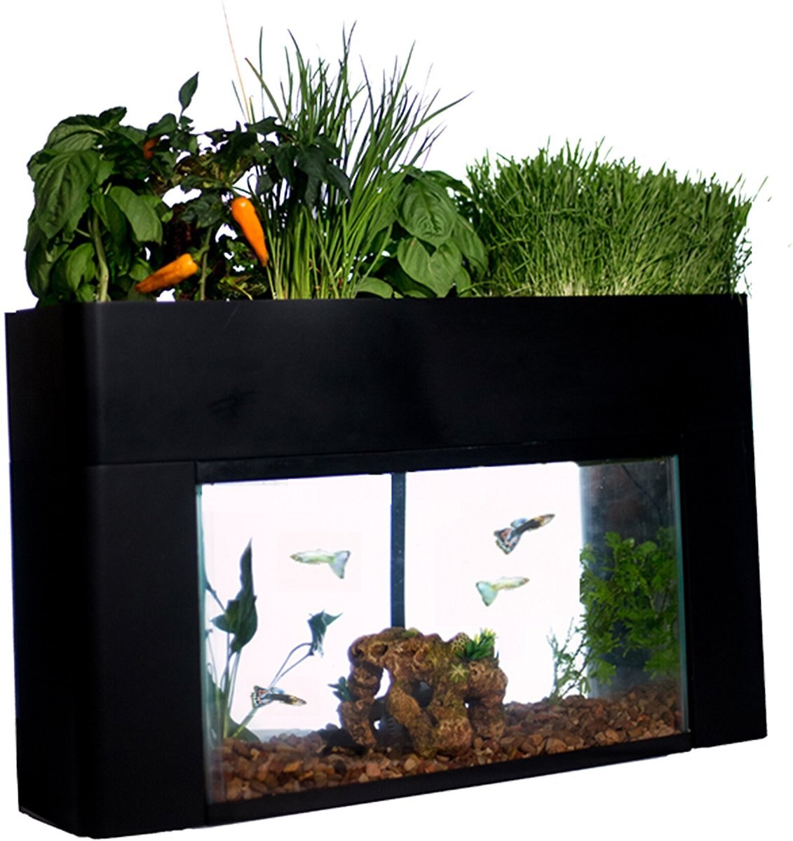 AquaSprouts Garden Self-Sustaining Desktop Aquarium Aquaponics Ecosystem， 10-gal