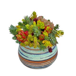 Cesicia Succulent Plants Collection Flowers with Green Ceramic Container DRZWPlant2