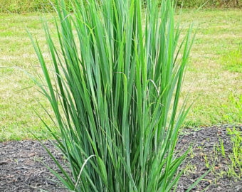 Daylily Nursery Northwind Switchgrass Live Plant with 4in Pot